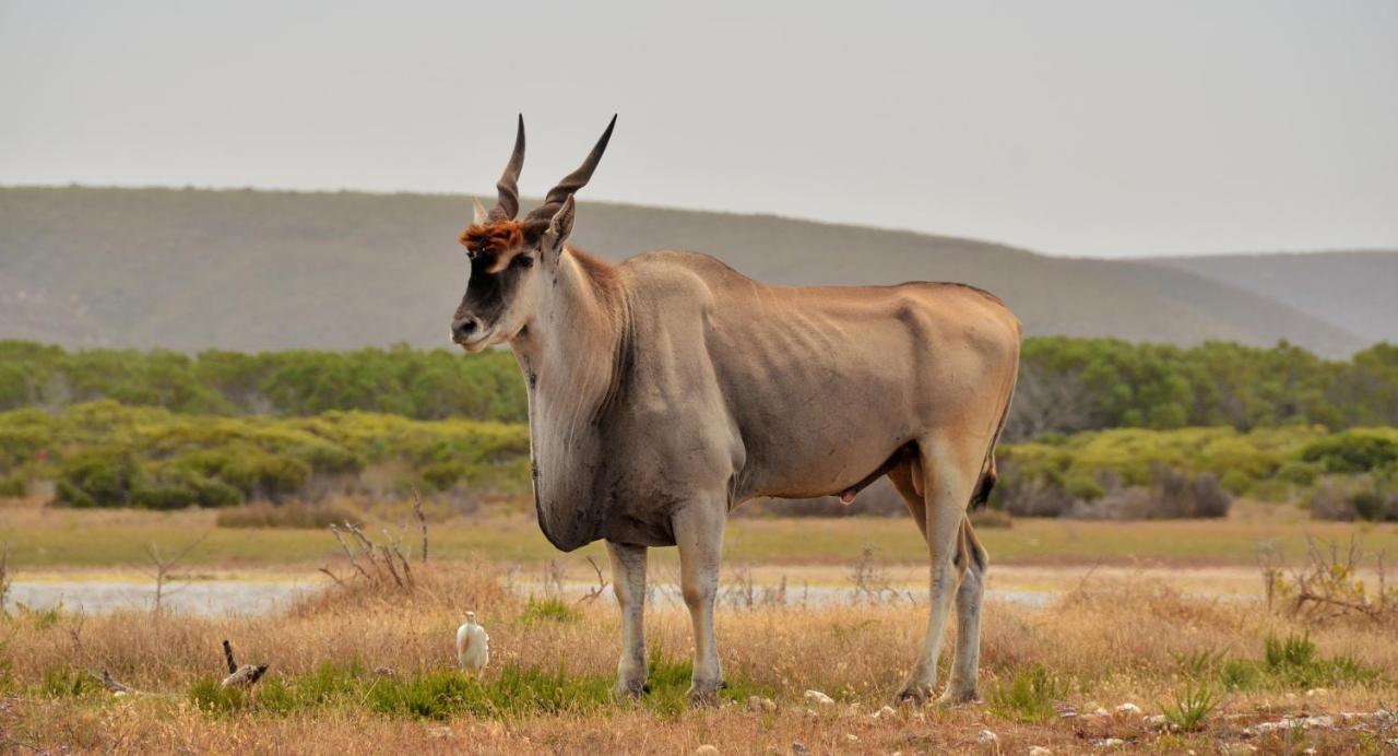 De Hoop Collection - Equipped Cottages De Hoop Nature Reserve Exteriör bild