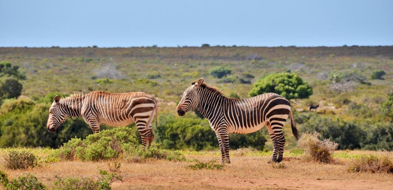 De Hoop Collection - Equipped Cottages De Hoop Nature Reserve Exteriör bild